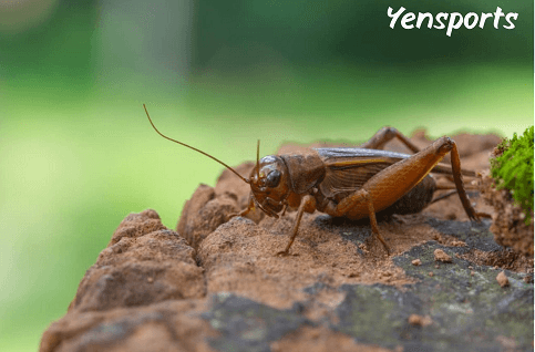 Cricket Bites