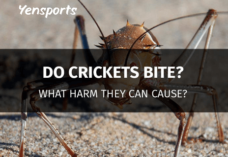 Cricket Bites