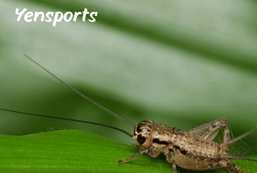 Cricket Vs Roach