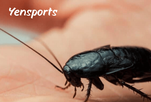 Cricket Vs Roach
