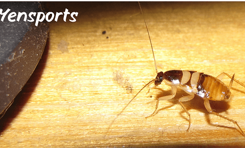 Cricket Vs Roach