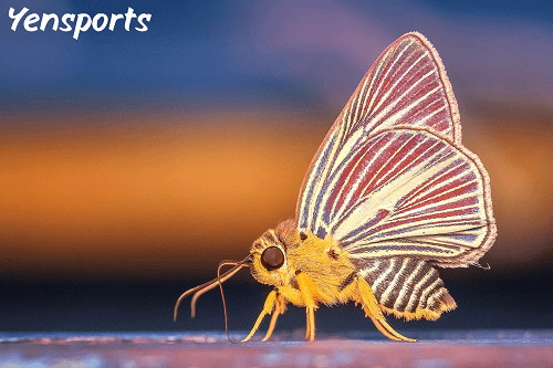 live crickets 1000 ct