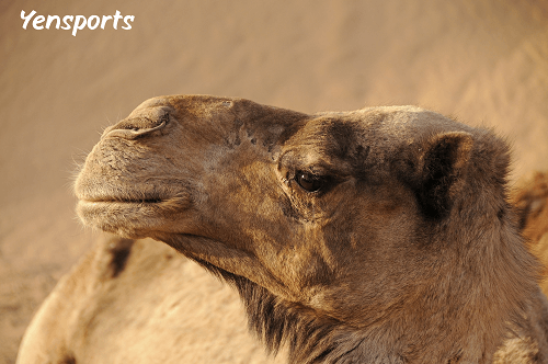 Do Camel Crickets Bite
