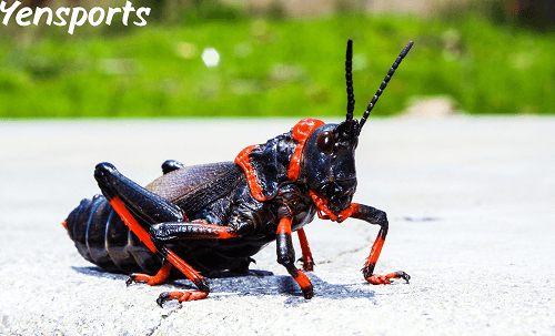 are crickets dangerous