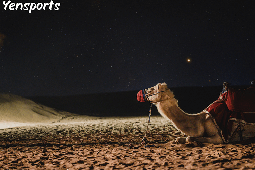 Do Camel Crickets Bite