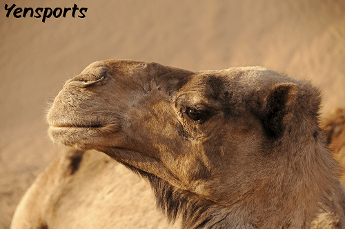 Camel Cricket Bite