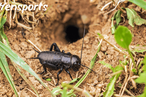 are crickets dangerous