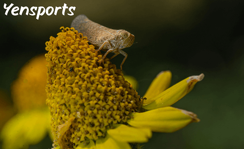 live crickets 1000 ct