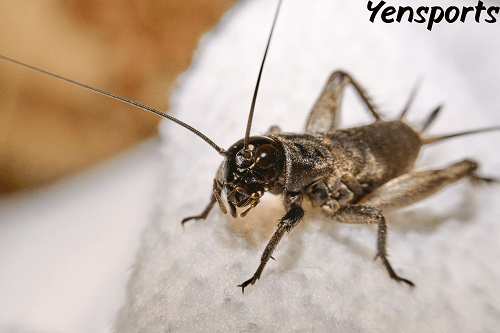 live crickets 1000 ct