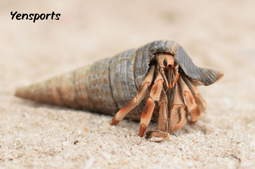 What Experts Can Pepare Your Athletic Abilities