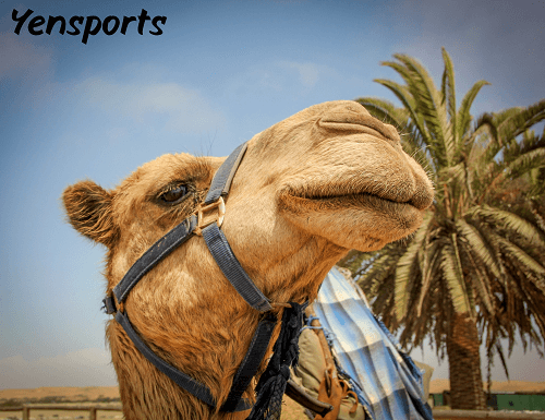 Camel Cricket Bite