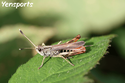 are crickets dangerous