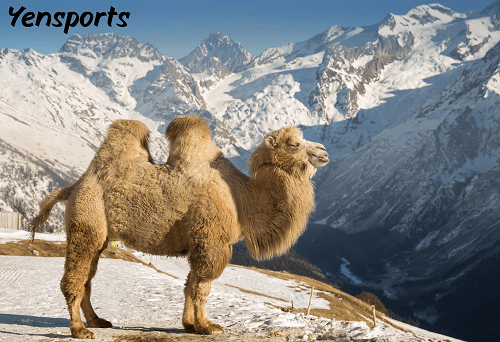 Camel Cricket Bite