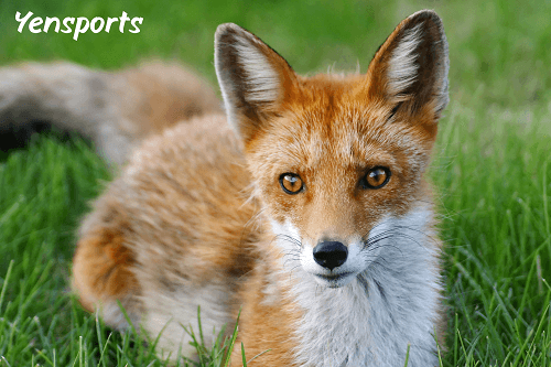 Fox Village Dressage