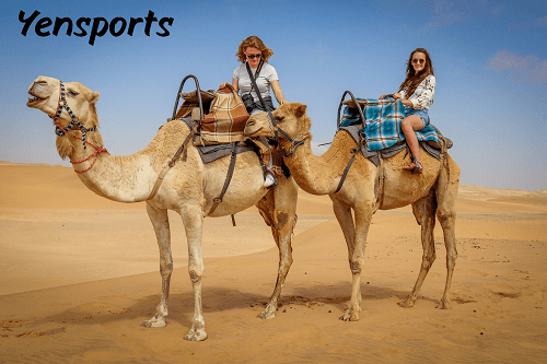 Can Camel Crickets Bite