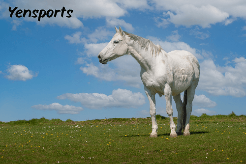 Bronco Sport Accessories